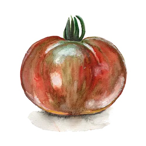 Dv&auml;rgtomat Andy&acute;s Forty - Solanum lycopersicum Andy&acute;s Forty