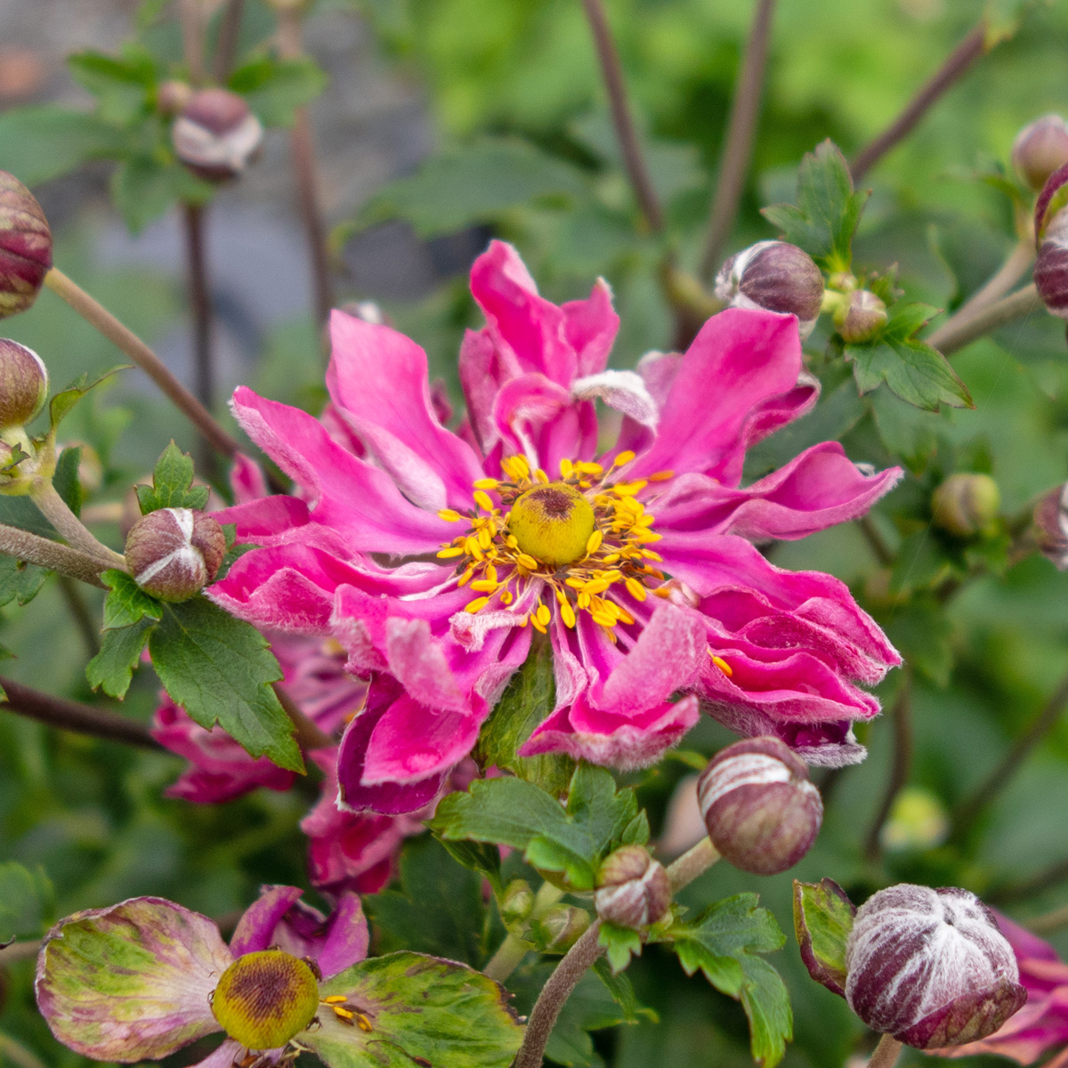 Fylld Höstanemon - Anemone hup. v. jap. Fantasy Belle ® (Krukstor: 2L)