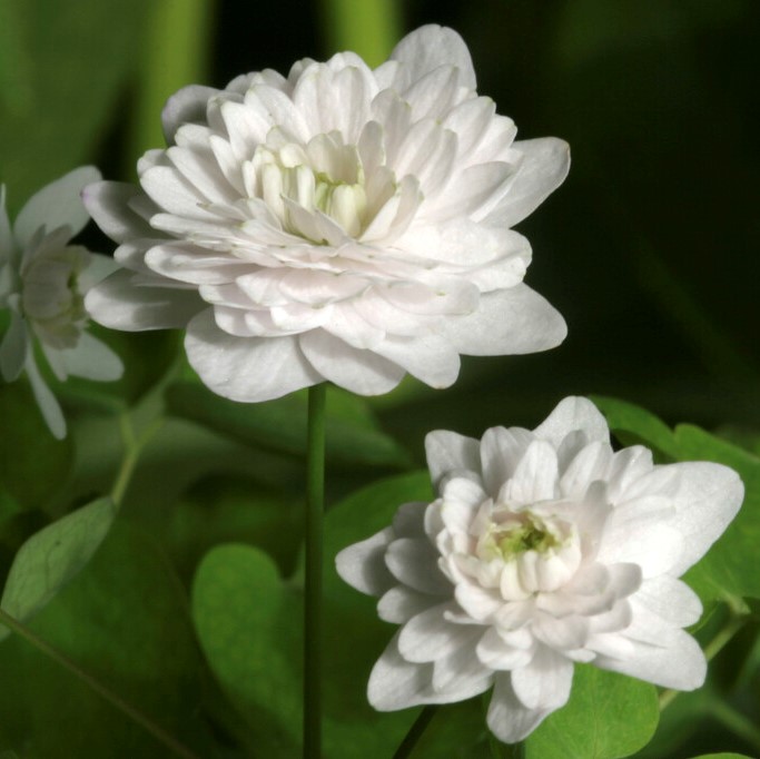 Sippruta - Anemonella thalictroides Kikuzaki White (Krukstorlek: 0,5-1L)