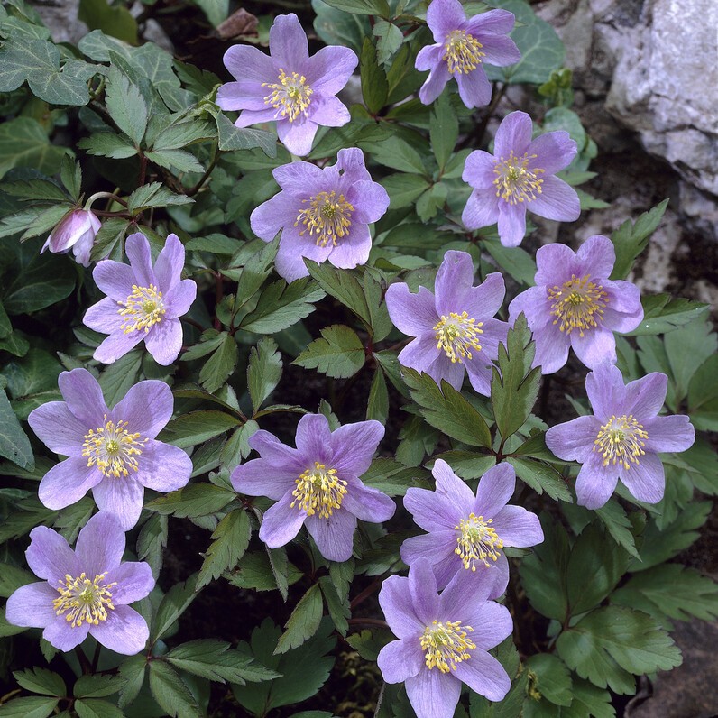 Vitsippa - Anemone nemorosa Caerulea (Krukstorlek: 0,5-1L)