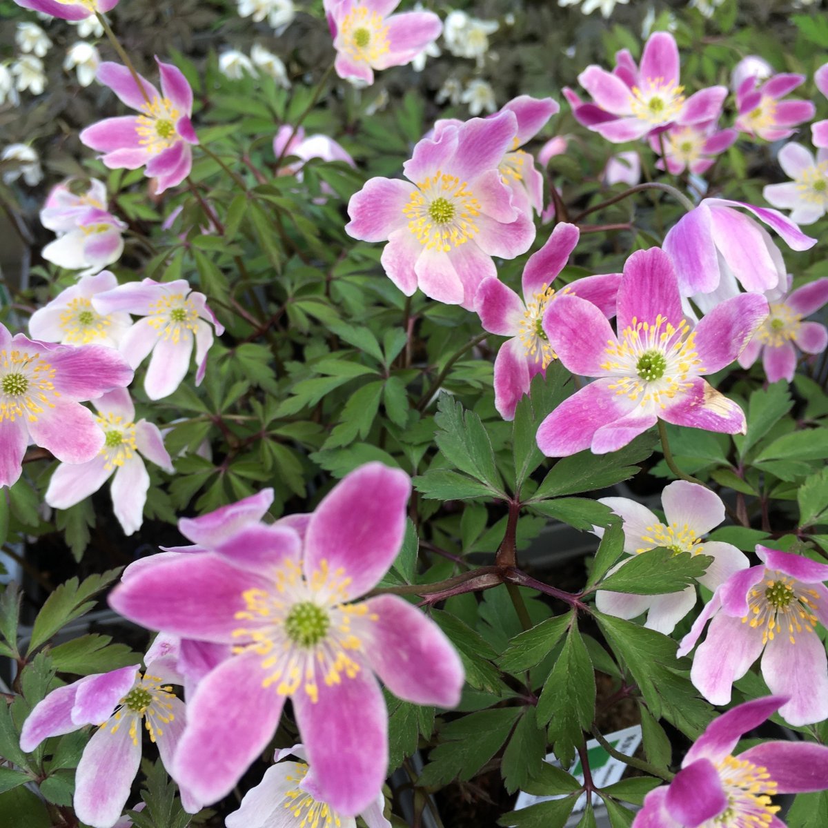 Vitsippa - Anemone nemorosa Ice and Fire (Krukstorlek: 0,5-1L)