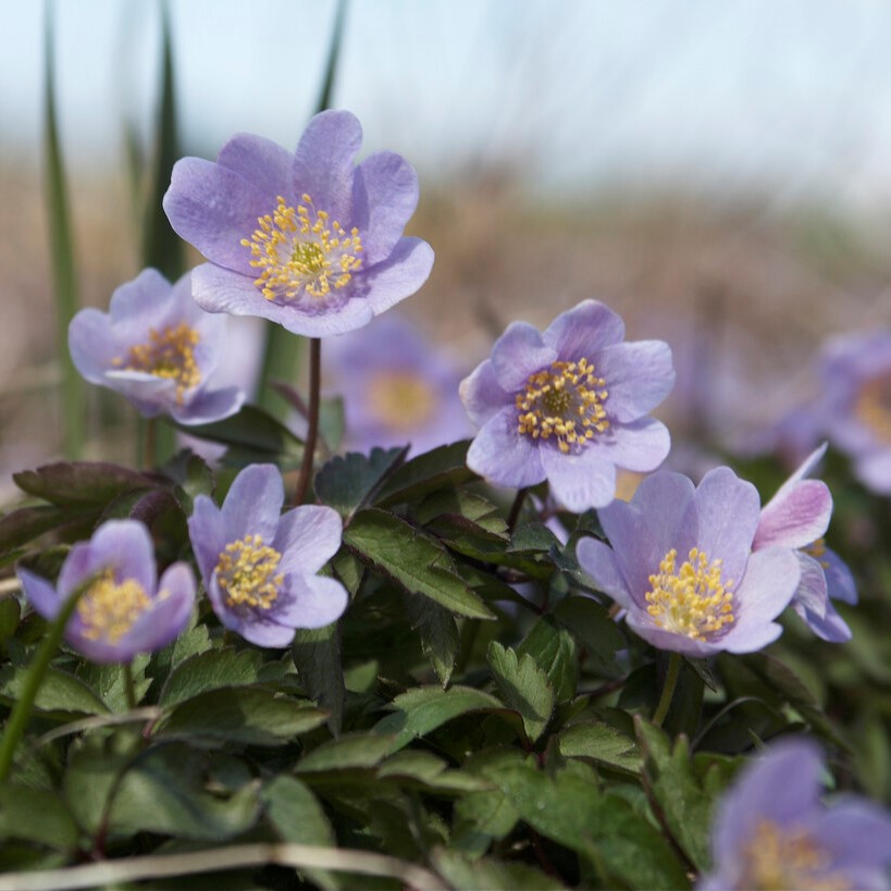 Vitsippa - Anemone nemorosa Royal Blue (Krukstorlek: 0,5-1L)