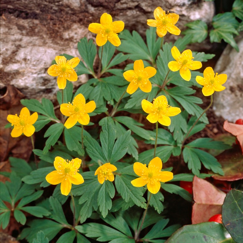 Gulsippa - Anemone ranunculoides Antiesen (Krukstorlek: 0,5-1L)
