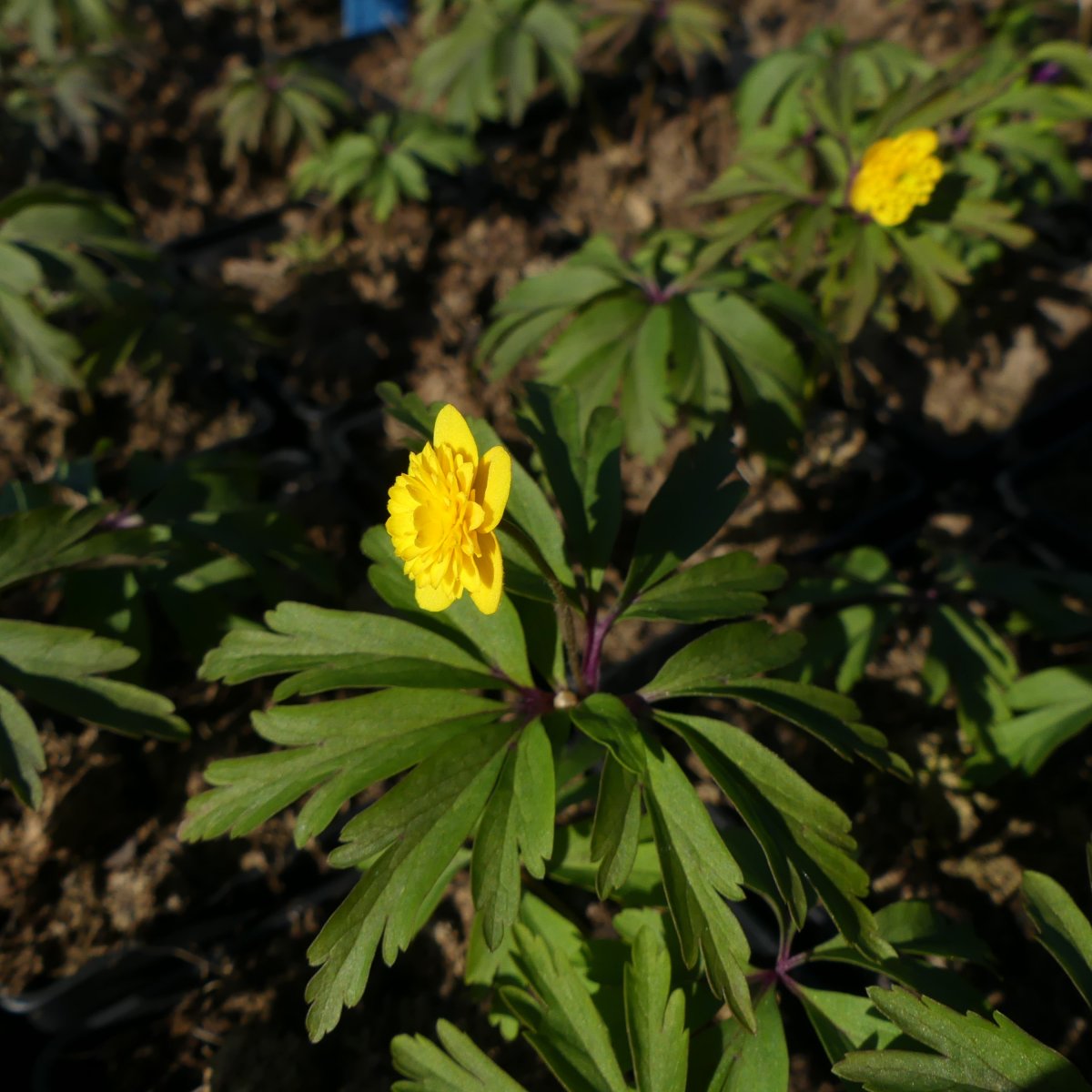 Gulsippa - Anemone ranunculoides Dagerort (Krukstorlek: 0,5-1L)