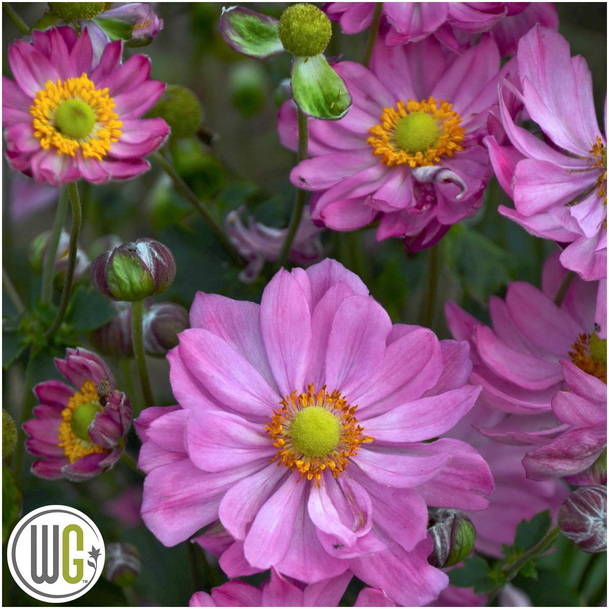 Anemone x hybrida Curtain Call Pink ®, Höstanemon, C3