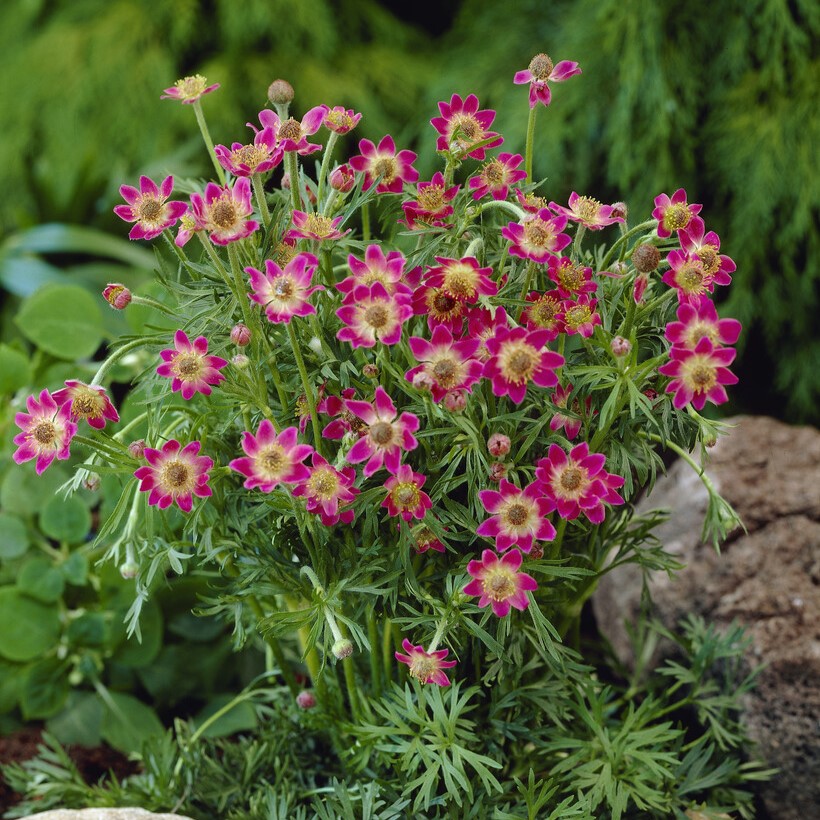 R&ouml;d Flikanemon - Anemone x lesseri Spring Beauty Pink (Krukstorlek: 0,5-1L)