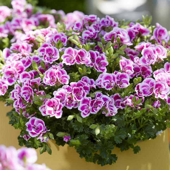 &Auml;nglapelargon, kruka - Pelargonium grandiflorum Angel Sky &reg;