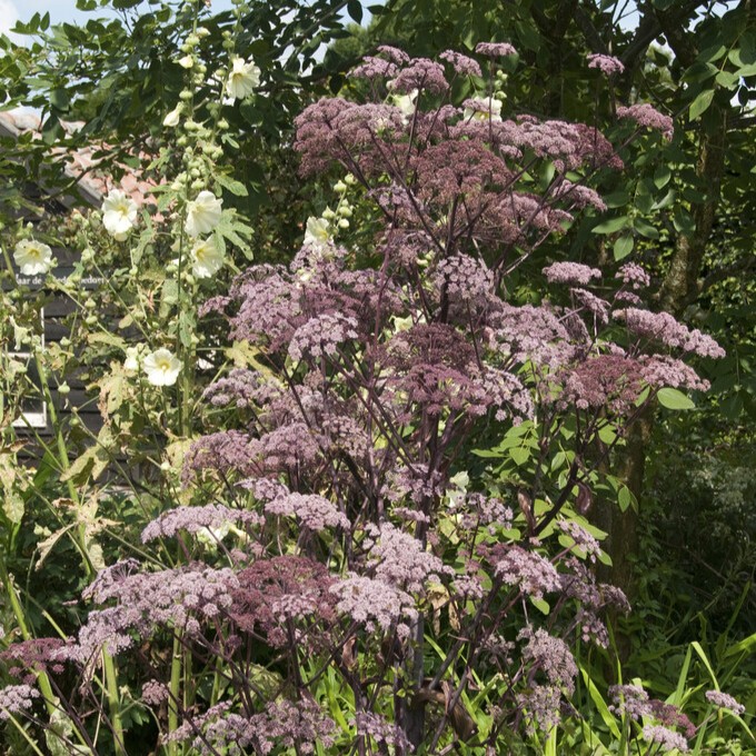 Strätta - Angelica sylvestris Vicar´s Mead (Krukstorlek: 0,5-1L)