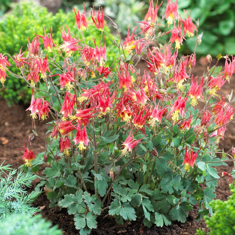 Scharlakansakleja - Aquilegia canadensis Little Lanterns (Rhubarb and Custard) (Krukstorlek: 0,5-1L)