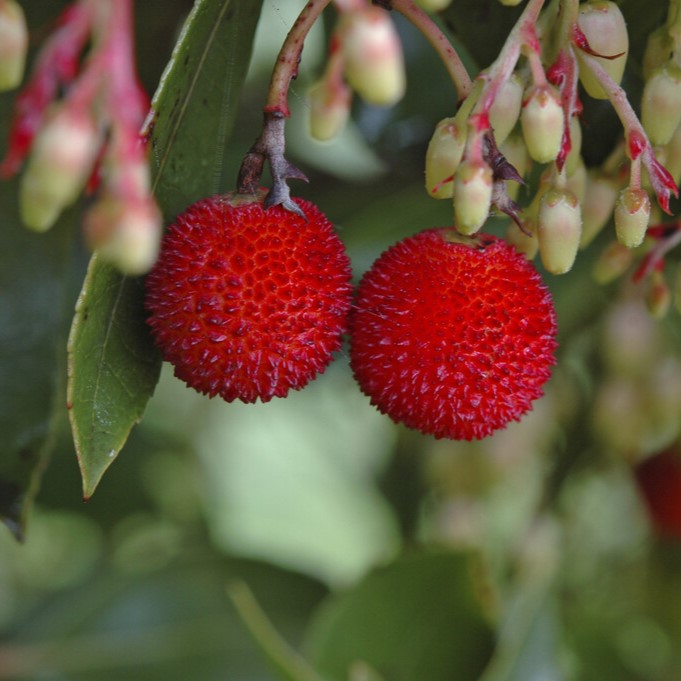 Smultronträd - Arbutus unedo (Storlek: 60-80 C5)
