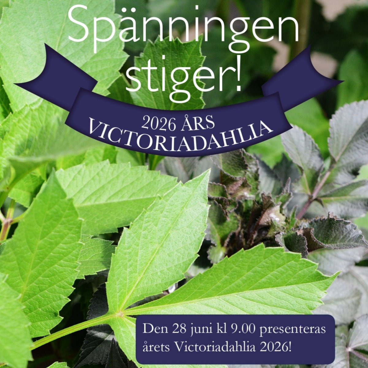 Årets Victoriadahlia 2026 - Dahlia coccinea (Krukstorlek: 2L)