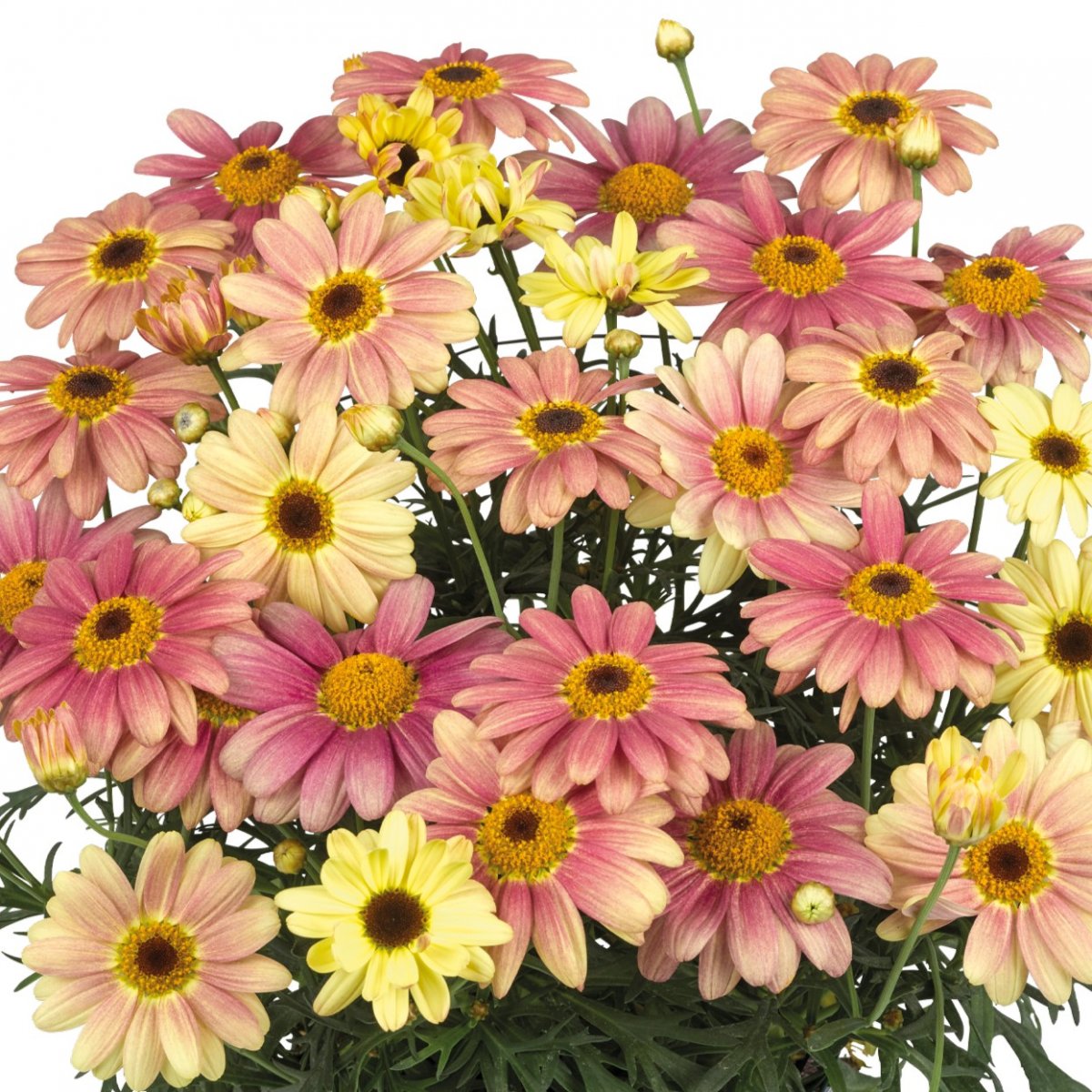 Margurit, Stickling 3-pack - Argyranthemum frutescens Santorini Peach