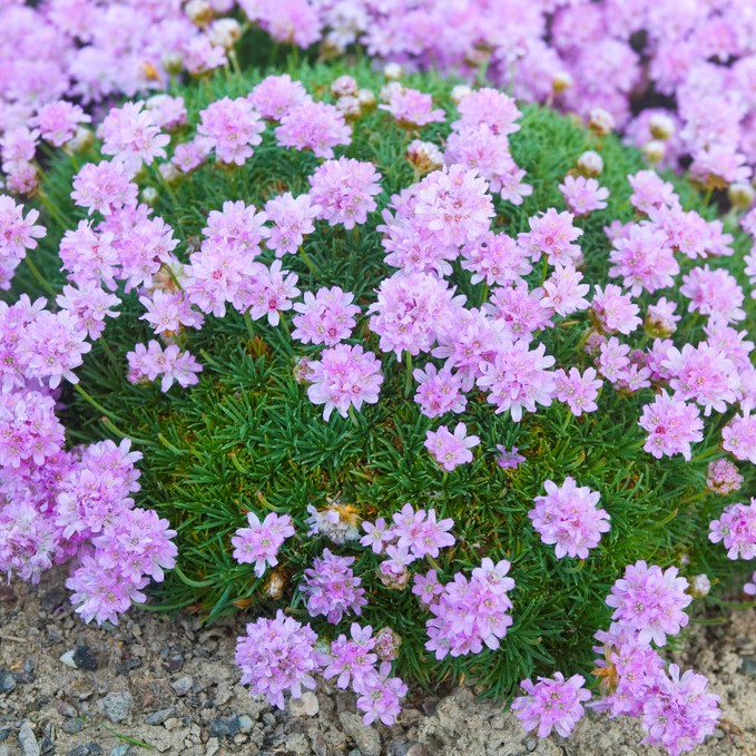 Tuvtrift - Armeria caespitosa (juniperifolia) (Krukstorlek: 0,5-1L)