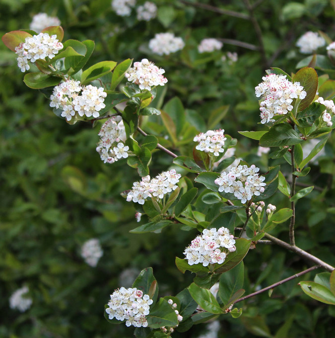 Sl&aring;naronia - Aronia x prunifolia Aron (Storlek: 150 stam co)