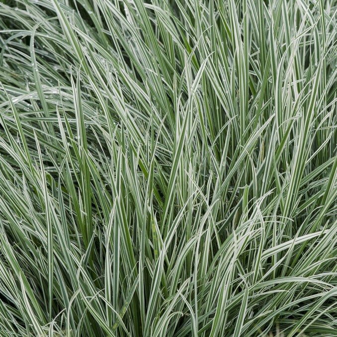 P&auml;rlhavre - Arrhenatherum elatius ssp. bulbosum Variegatum (Krukstorlek: 0,5-1L)