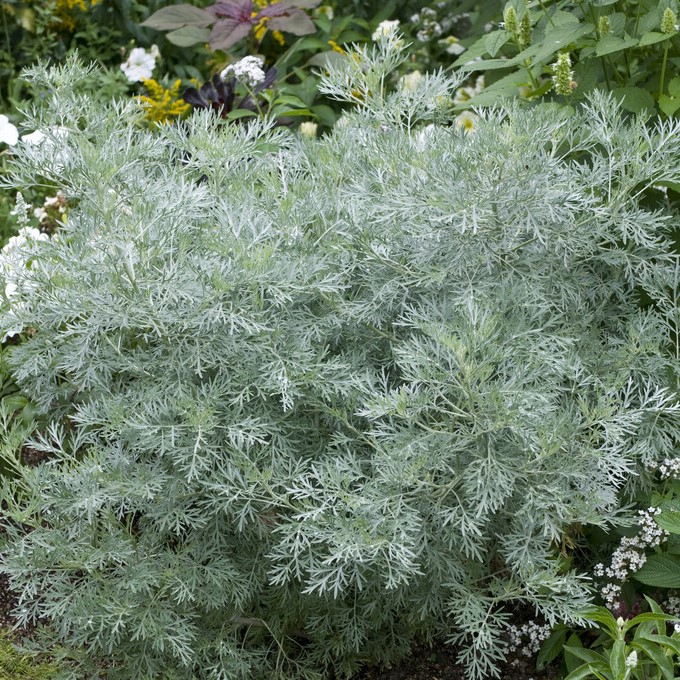Slottsmalört - Artemisia hybr. Powis Castle (Krukstorlek: 0,5-1L)