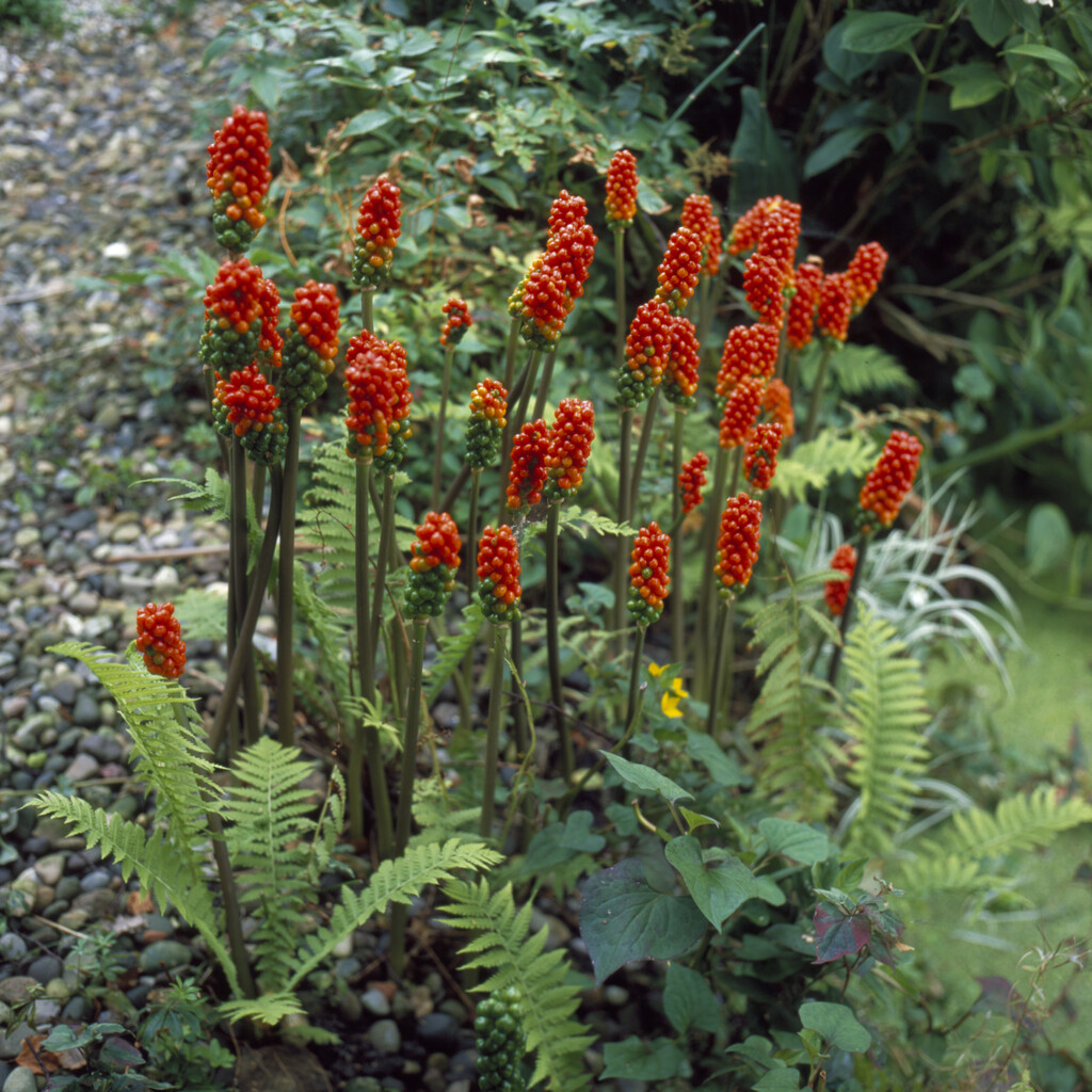 Italiensk Munkh&auml;tta - Arum italicum Marmoratum (Krukstorlek: 0,5-1L)
