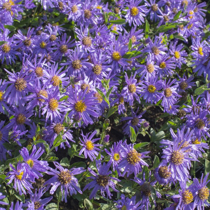 Brittsommaraster - Aster amellus Blue King (Krukstorlek: 0,5-1L)