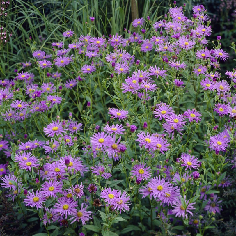 Brittsommaraster - Aster amellus Moench (Krukstorlek: 0,5-1L)