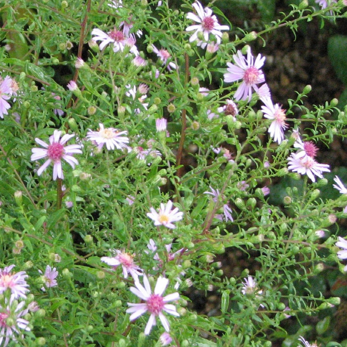 Höstaster - Perenner - Trädgårdsväxter - Växter