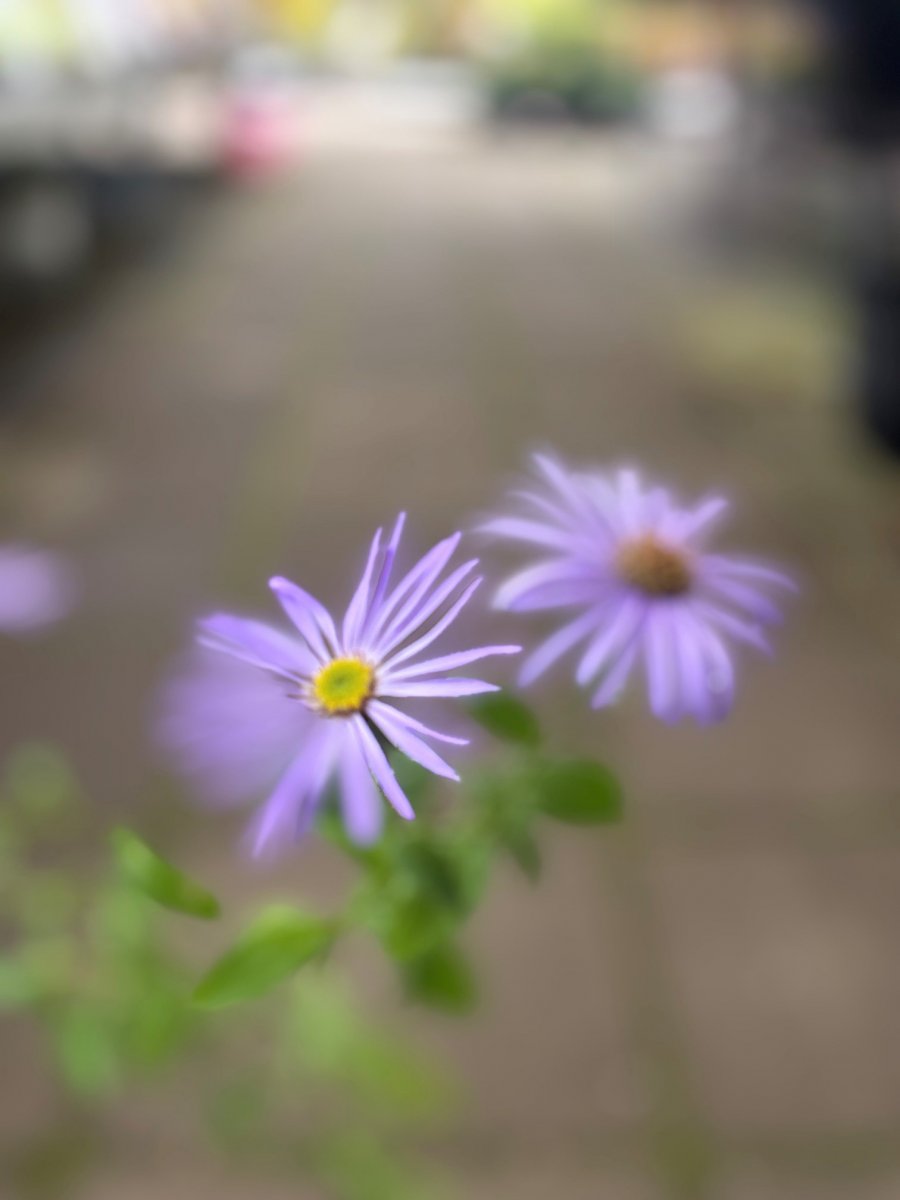 Kokardaster - Aster frikartii Mönch