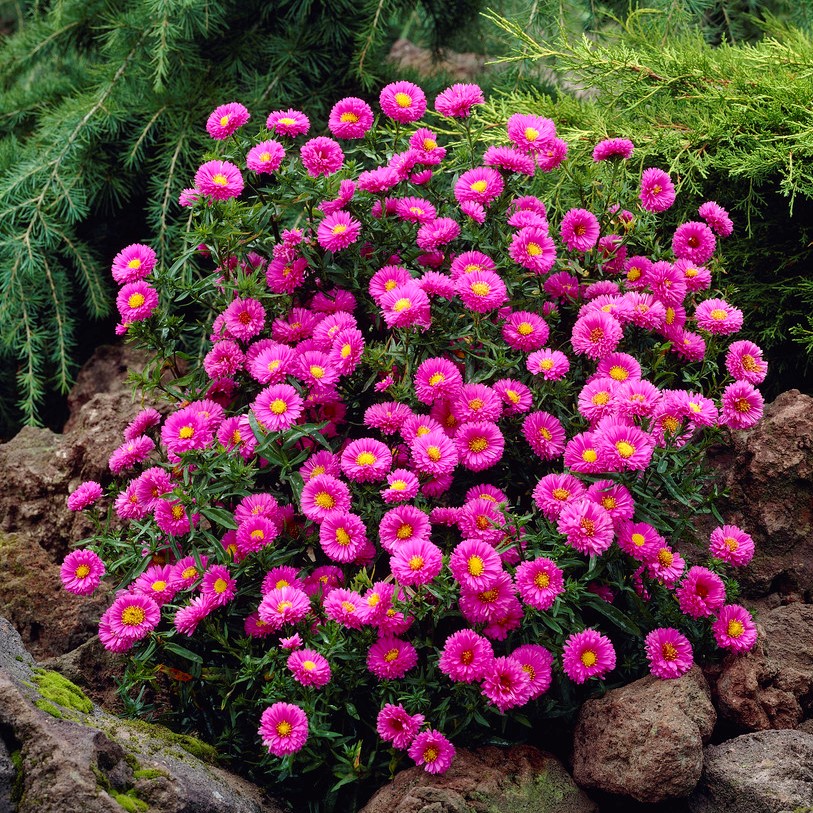 Höstaster - Perenner - Trädgårdsväxter - Växter
