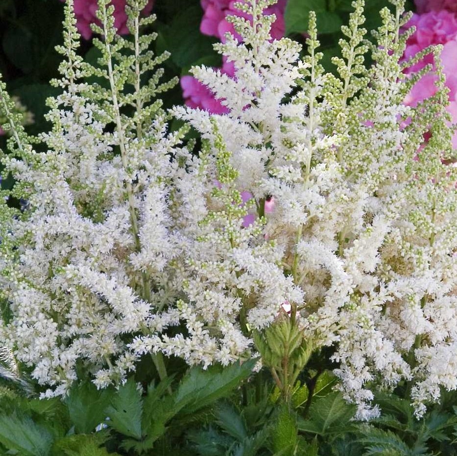 Plymastilbe - Astilbe chinensis Vision in White ® (Krukstorlek: 0,5-1L)