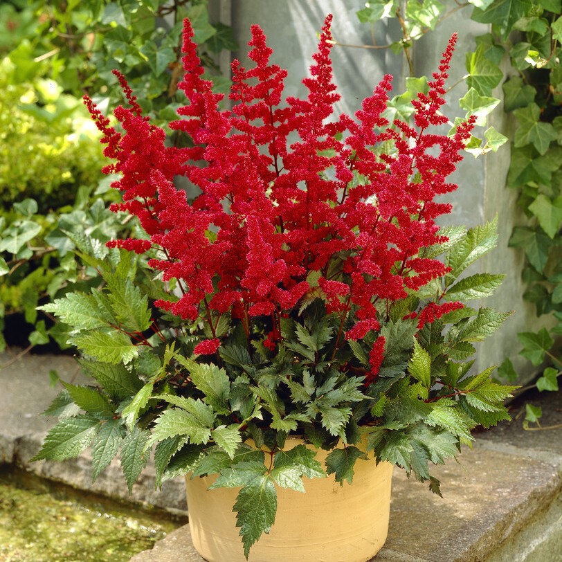 Astilbe - Astilbe arendsii Etna (Krukstorlek: 0,5-1L)