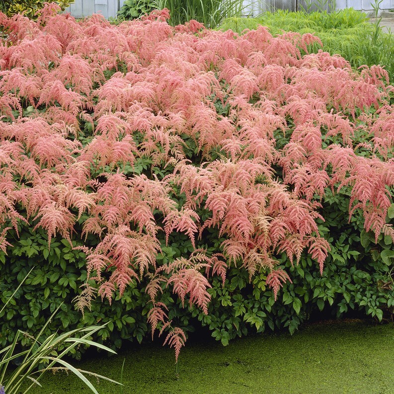 H&ouml;stastilbe - Astilbe thunbergii Straussenfeder (Krukstorlek: 0,5-1L)