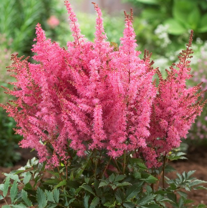 Astilbe hybr. Younique  Pink , Astilbe