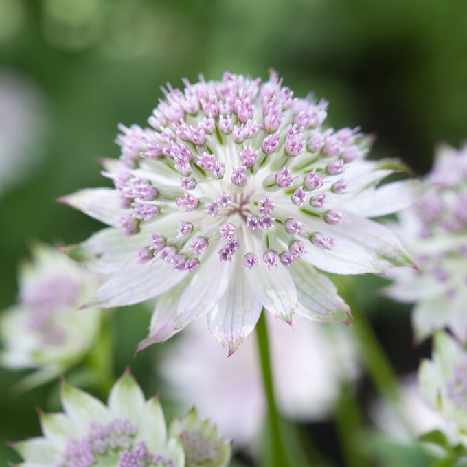 Stjärnflocka - Astrantia major Little Flowerer (Krukstorlek: 0,5-1L)