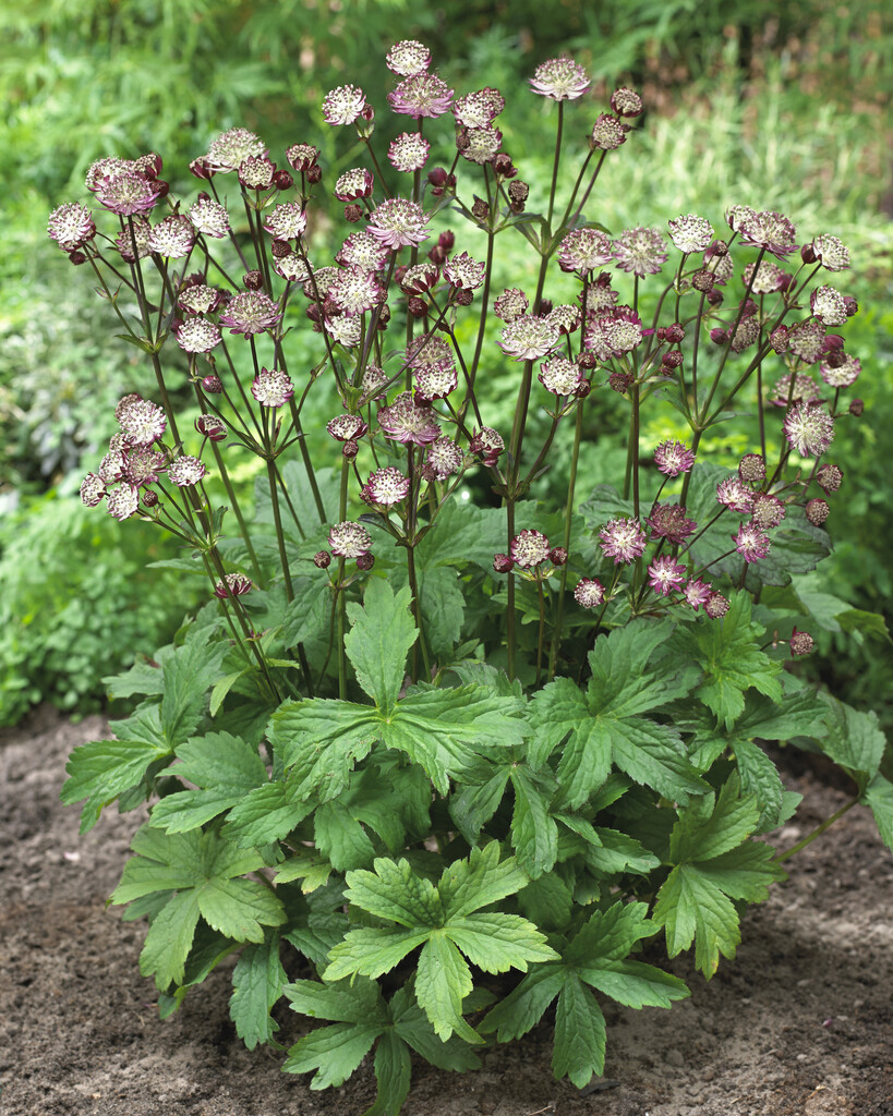 Stj&auml;rnflocka - Astrantia major Star of Passion &reg; (Krukstorlek: 0,5-1L)