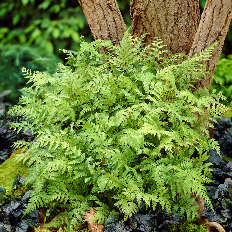 Pagodbräken - Athyrium vidalii (Krukstorlek: 0,5-1L)