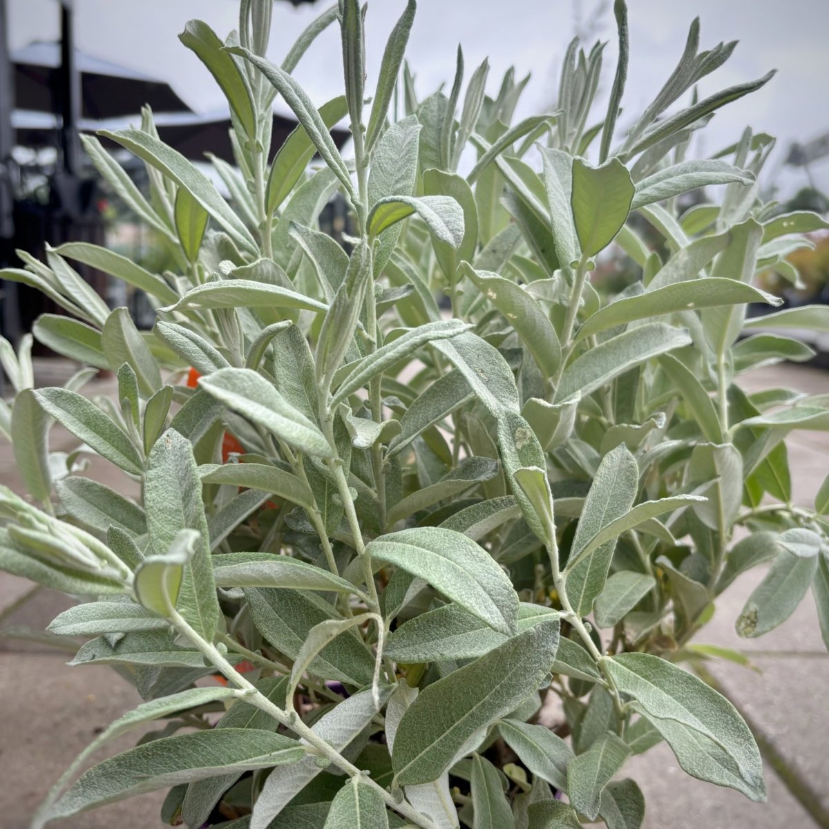 Silvervide - Salix candida Iceberg Valley &reg; (Storlek: busk C3)