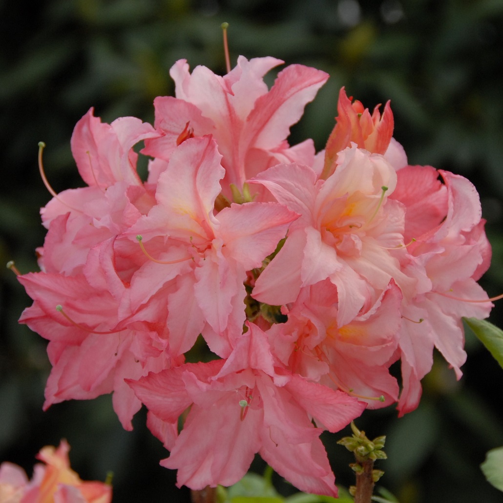 Azalea - Rhododendron mixtum Rosenk&ouml;pfchen (Storlek: 40-50 C5)