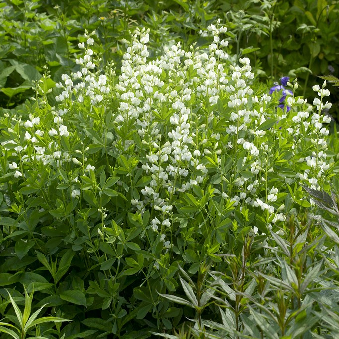 F&auml;rgv&auml;ppling - Baptisia australis Alba (Krukstorlek: 0,5-1L)