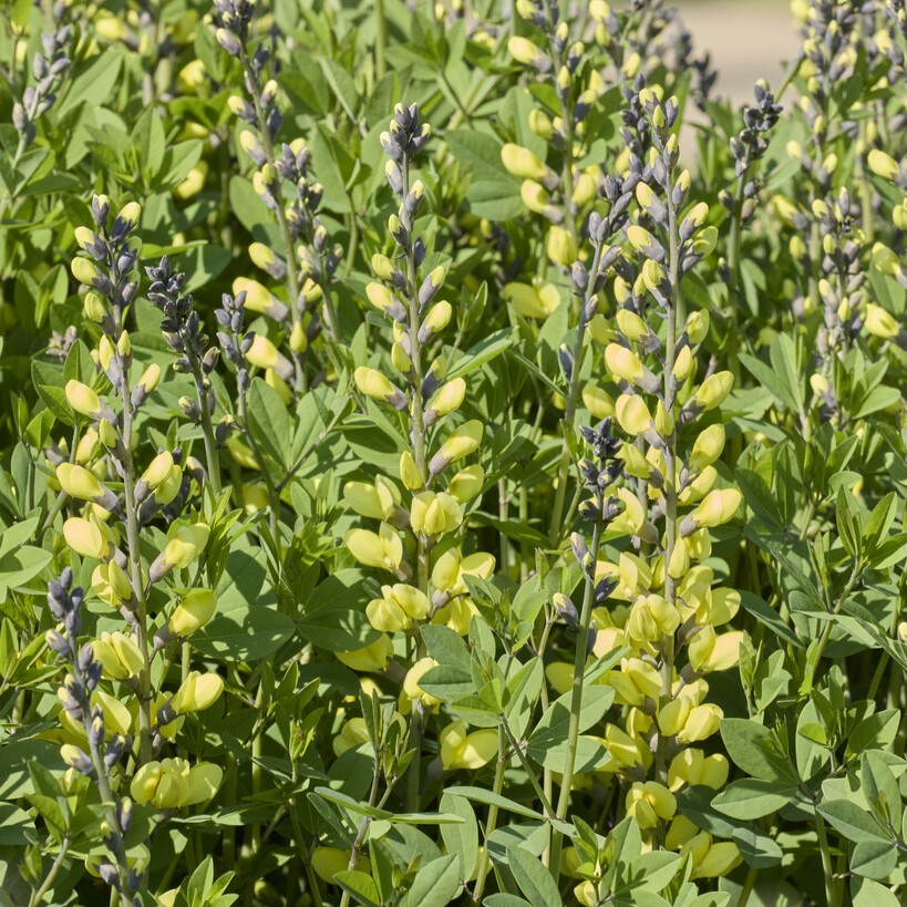 F&auml;rgv&auml;ppling - Baptisia hybr. Vanilla Cream &reg; (Krukstorlek: 0,5-1L)