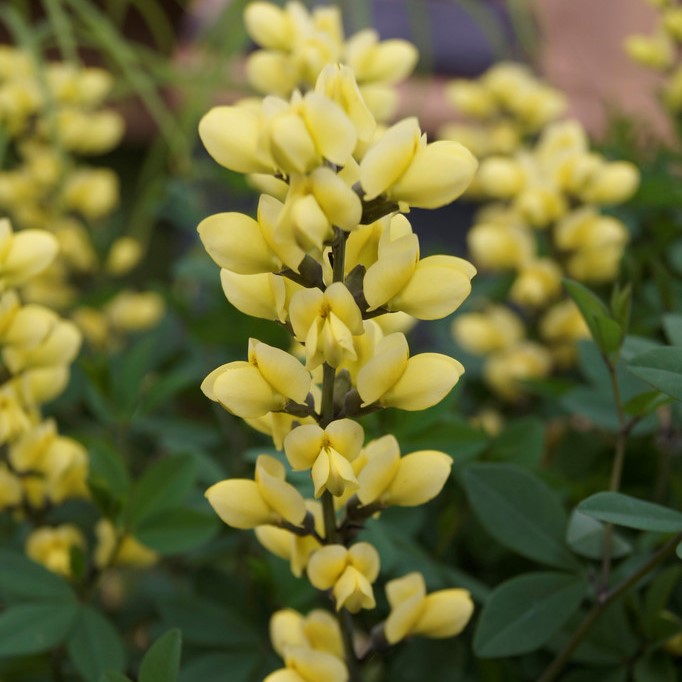 Svavelfärgväppling - Baptisia x sulphurea Lemon Meringue (Krukstorlek: 0,5-1L)