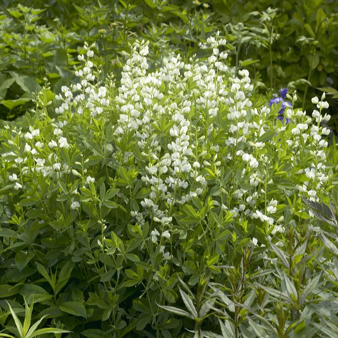 F&auml;rgv&auml;ppling - Baptisia pendula Alba (Krukstorlek: 0,5-1L)