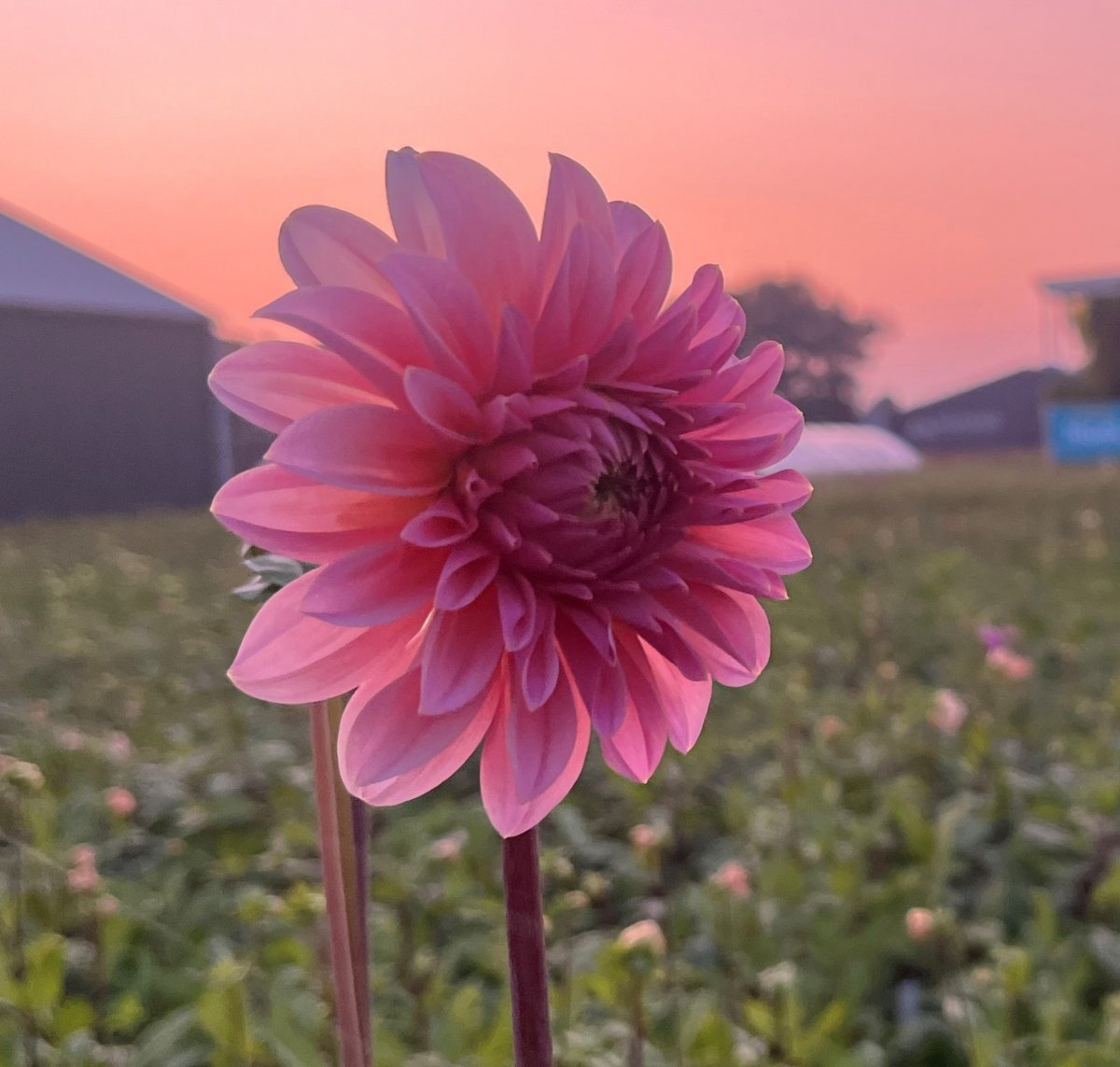Dahlia Dekorativ Beauty Queen 1st - Dahlia x pinnata Beauty Queen