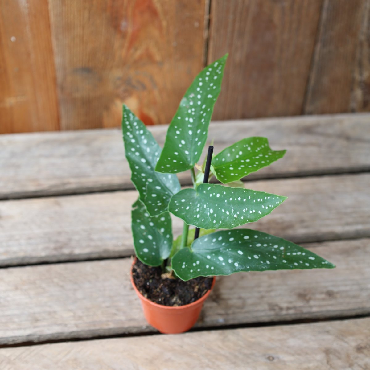 Begonia albopicta Silver, &Auml;nglavinge - 6cm (Krukstorlek: 6cm)