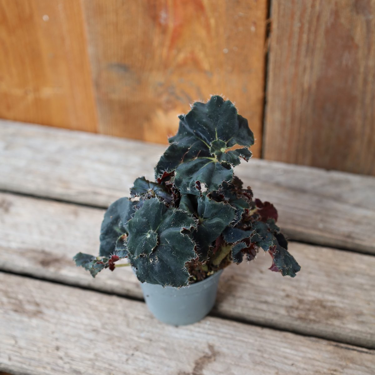 Begonia Dark Mambo