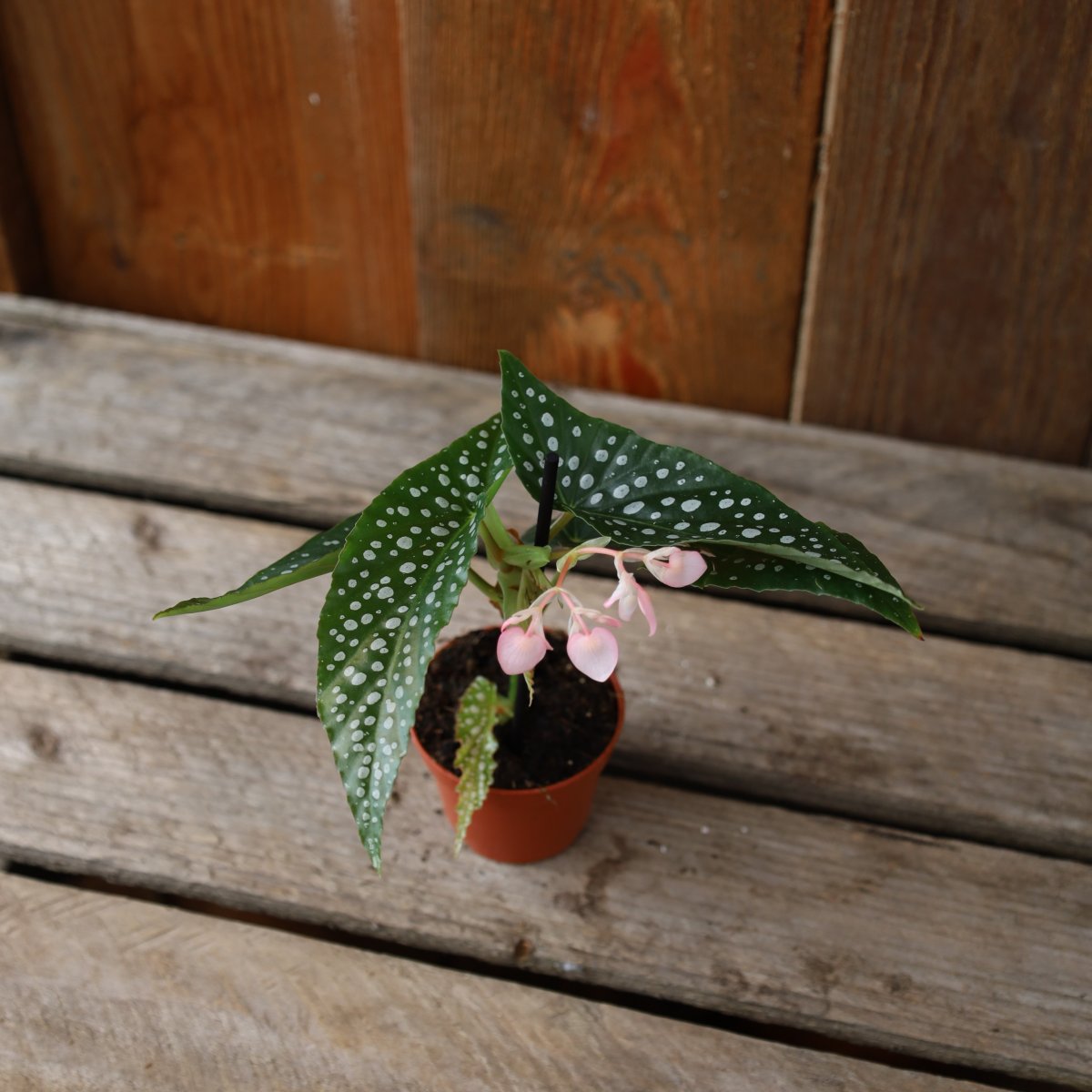 Begonia maculata Wings