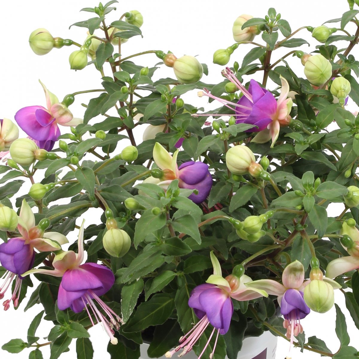 H&auml;ngfuchsia, Stickling 3-pack - Fuchsia Bella Diana&reg;
