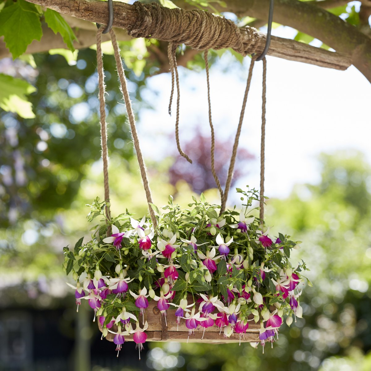 hängfuchsia, stickling 3-pack - fuchsia bella nora
