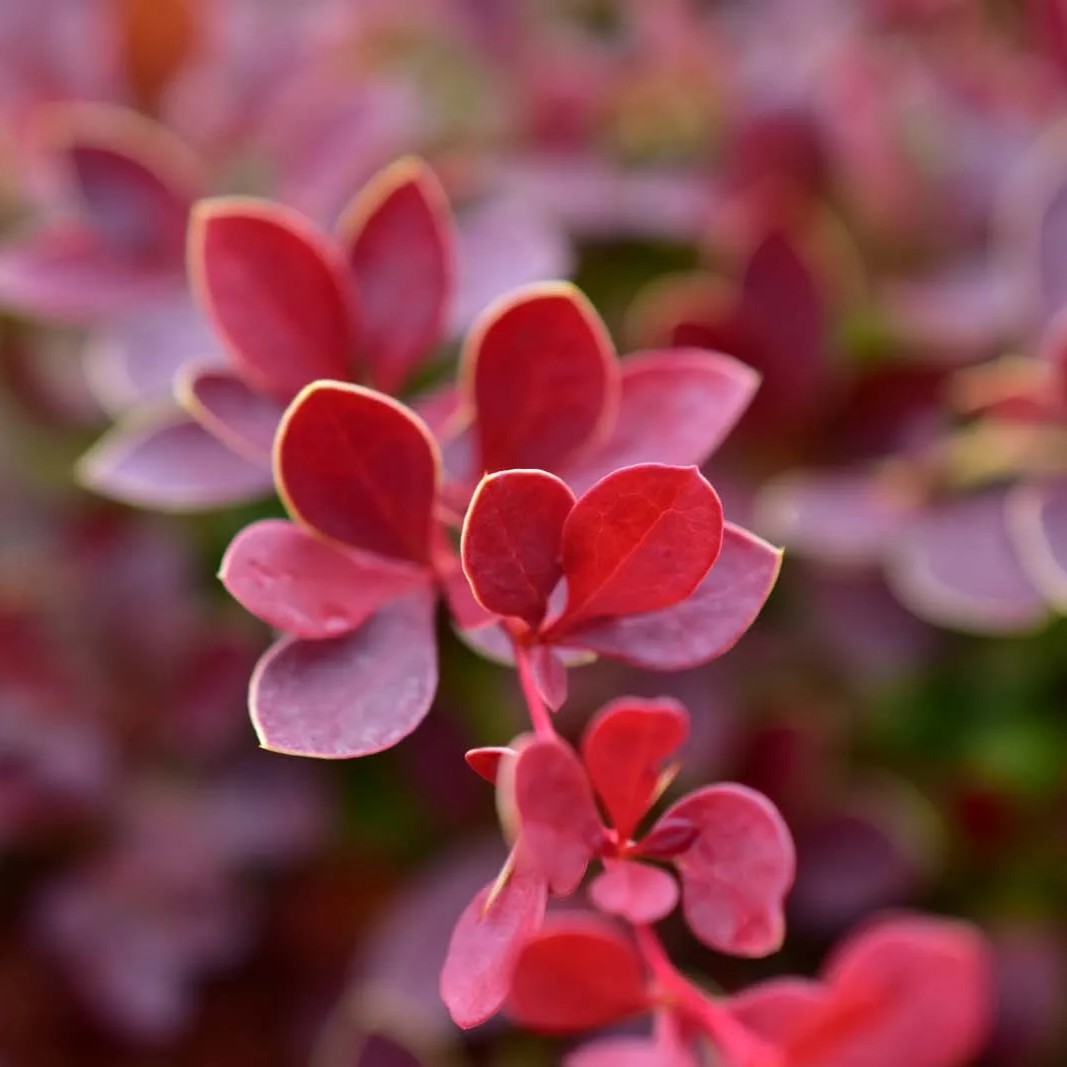 Dv&auml;rgberberis - Berberis thunbergii Orange Carpet &reg; (Storlek: busk C2)