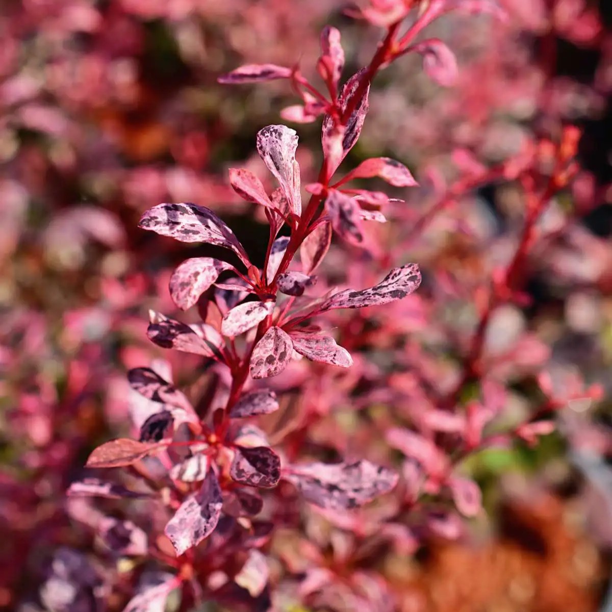 Dv&auml;rgberberis - Berberis thunbergii Pink Bird &reg; (Storlek: busk C2)
