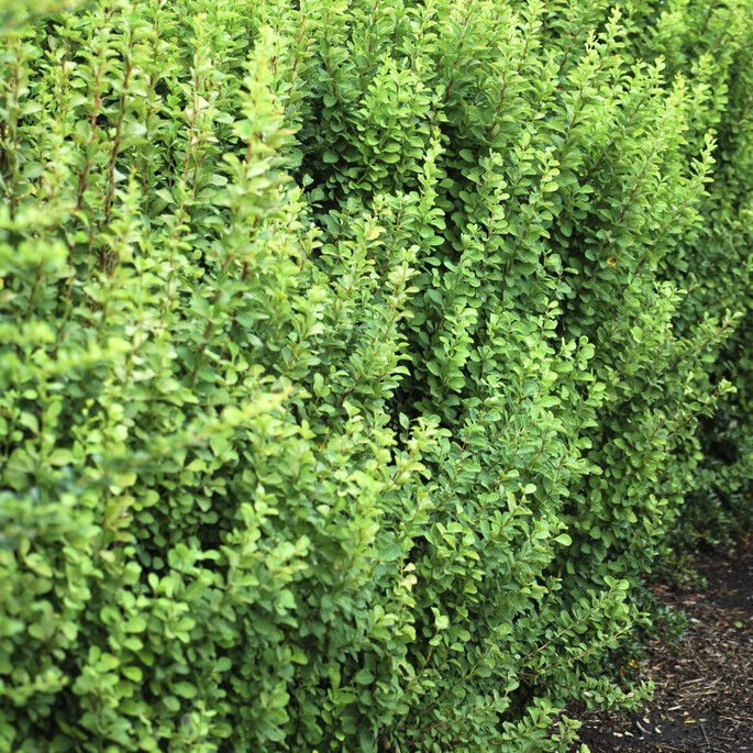 Pelarberberis - Berberis thunbergii Erecta (Storlek: 40-50 C5)