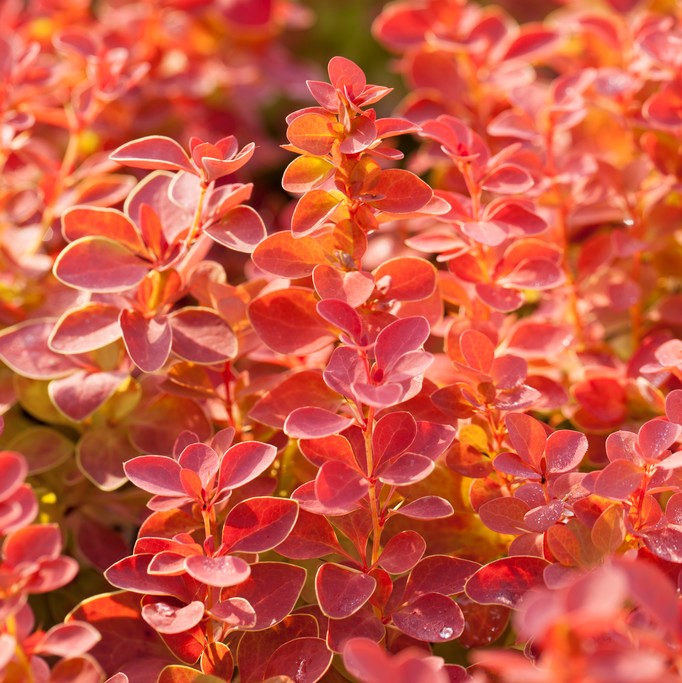 Berberis - Berberis thunbergii Orange Ice &reg; (Storlek: 20-25 C2,8)