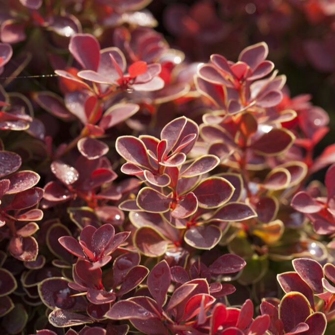 Dv&auml;rgberberis - Berberis thunbergii Ruby Star &reg; (Storlek: 20-25 C2,8)